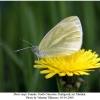 pieris napi1female2